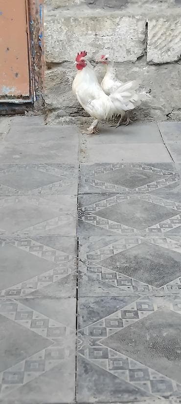 K/t heyvanları üçün mallar: Toyuq, Damazlıq — 5