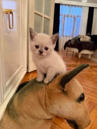 şotlan pişik: Şotland yastı qulaq, Erkək, Dişi, Yaxşı əllərə, Ünvandan götürmə, Pulsuz çatdırılma, Ödənişli çatdırılma — 130