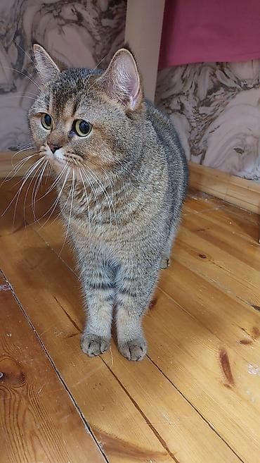 siam pisiyi: Şinşilla, Erkək, Yaxşı əllərə, Ödənişli çatdırılma — 1