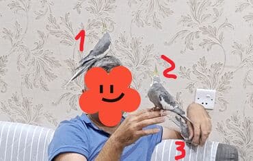 tap az quşlar: Nimfa (Cockatiel) papuqayları - Növ: Nimfa (Cockatiel), toparlaqlı — 2