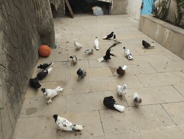 göyərçin yuvası: Satış: bəzək və uçuş üçün yerli cins göyərçinlər qrupu Xüsusiyyətlər — 1