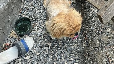 balaca it adlari: Pekines, 1 il, Erkek, Ünvandan götürmə — 1