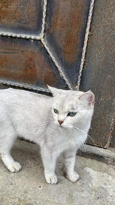 Qızıl şinşilla, Yaxşı əllərə