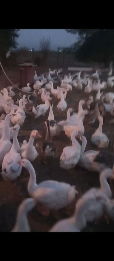 ozturkler qaz: Dişi, Damazlıq — 3