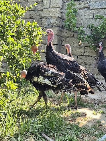 hind guşu: Salamaleykum qiymet iki gün ücün, keçərlidir.tek satilmir. iki dənə — 1