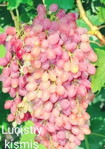 Чай, кофе, напитки: Məhsul: Qırmızı/çəhrayı süfrə üzümü (salxım) - Böyük, sıx salxımlar; — 3