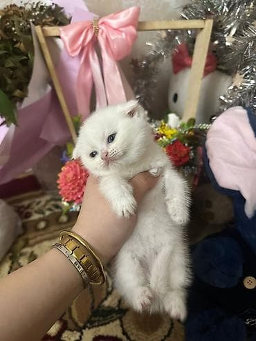 Ağ rəngli balaca pişik balası - Rəng: tam ağ, yumşaq və sıx tüklü -