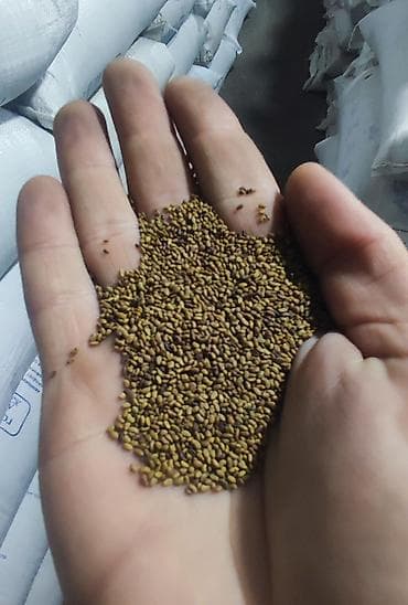 Pişiklər: Salam əziz əkinçilər sizləri yerli və maqnitdən çıxma yonca toxumu — 3