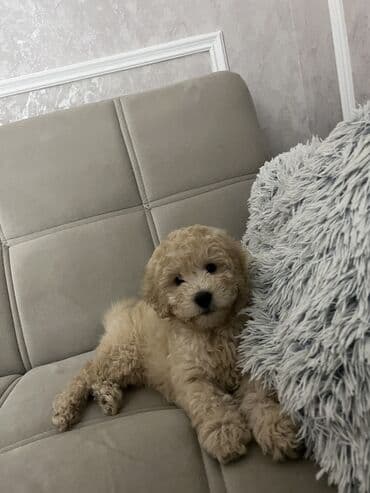 it balası satılır: Pudel, 2 ay, Erkek, Peyvəndli, Ünvandan götürmə — 2