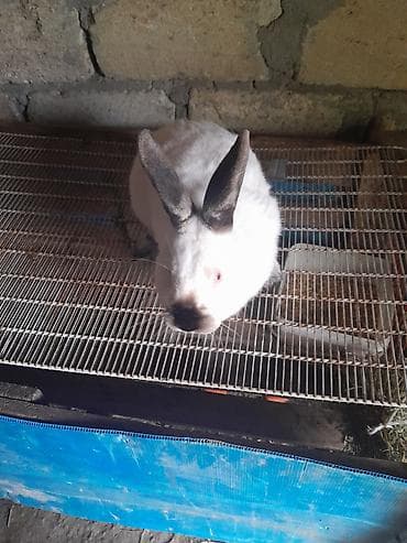 dovşa: Kafonya dosandi erkedi 3 4 arasi eti var damazdgada yarir sonu 40m — 2