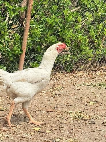 sort toyuq: Toyuq, Yumurtalıq — 5