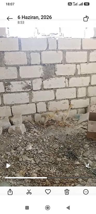 qaz ve ordek: Məhsul: xalmaqor bala qazlar satılır ünvan Qazax təmiz qan qiyməti — 2