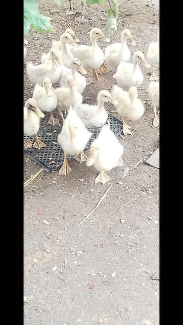 Salam tam saqlam Pekin kuban ordekler satılır 1 ayliqdilar 21 edəndir — 2