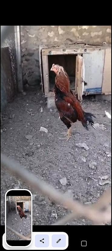 qoyun heyvan: Heyvan heç bir problemi yoxdu real alcya vidyosu atlacaq — 1