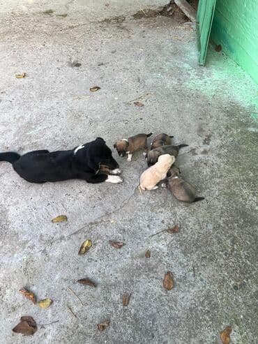 ən gözəl it adları: 1 ay — 7