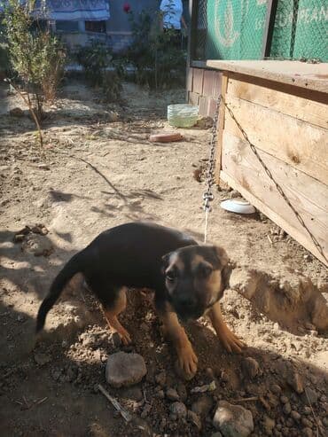 etibarli elere verilir: İtlər — 3