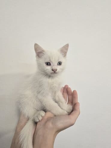 pişik ağ: Yaxşı əllərə — 1