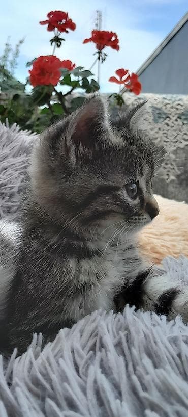meykun pisik: Tabbi, Yaxşı əllərə — 2