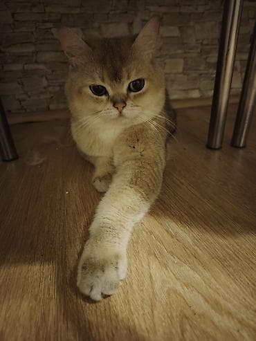 pişik tap az: Qızıl şinşilla, Erkək, Cütləşmə üçün — 3