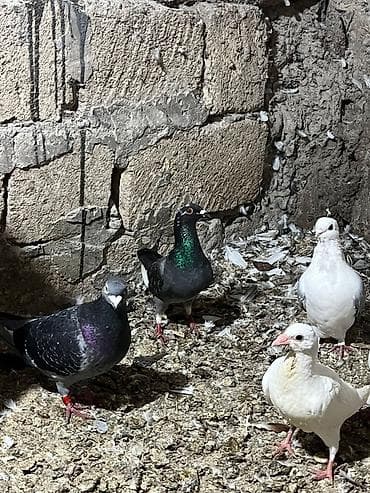 korella quşu: İki erkey iki maya göylər satılır super heyvanlardı — 5