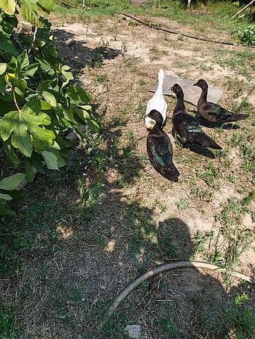 popugay satisi: Qiymeti razilaşma yolu ile — 1