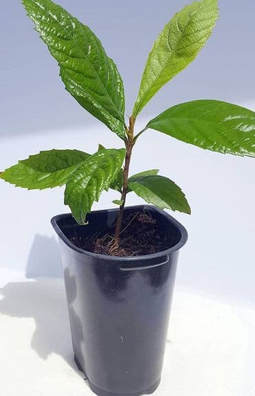 uzum tingləri: Yapon əzgili Yapon ezgili demək olar hər ölçüdə var. 5 sm 15 sm 30 sm — 6