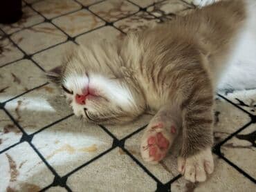 məhşur pişik adları: Erkək, Yaxşı əllərə — 2