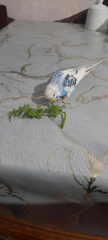 en gozel itler: Ələ öyrəşmiş quşdu fikri ciddi olan vatcapa yazsin sumqayìt — 1