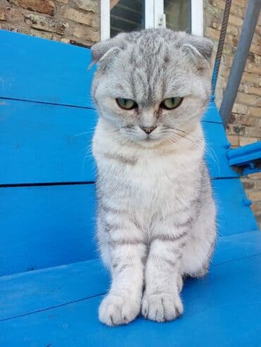 mingəcevir pişik: Şotland, Erkək, Yaxşı əllərə, Ünvandan götürmə — 1