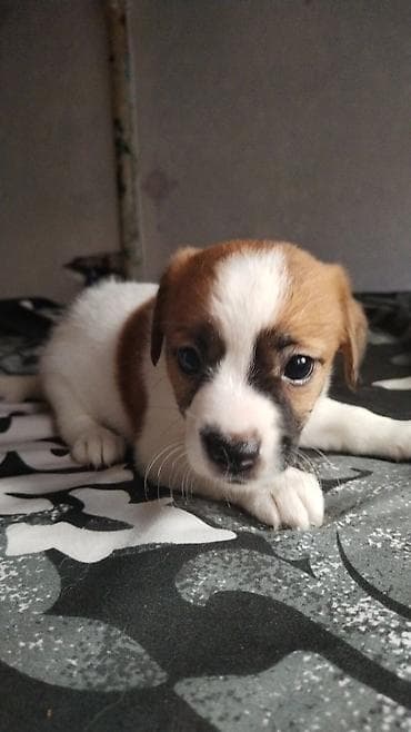 heyvan bazari: Çixuahua, 1 ay — 7