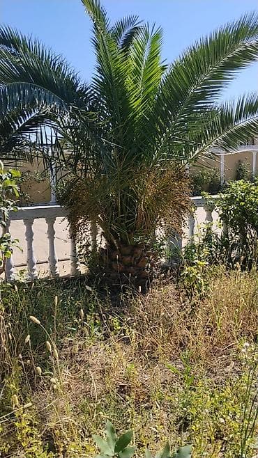 tuklu indiriler: Dekorativ xurma (palm) ağacı - Növ: Bəzək məqsədli xurma palmaları — 1