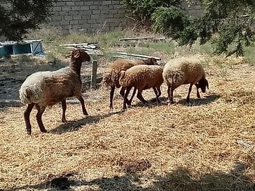 qoyun yanıbala: 1 erkəy qoç 9 aylığ 
1 erkəy toğlu 5 aylığ 
2 şişəy — 4