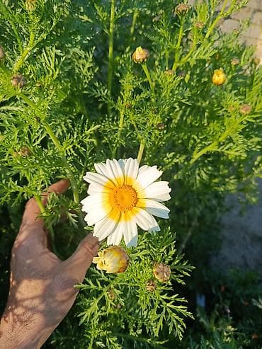Çöl bitkiləri: Payızgülü (Chrysanthemum coronarium) – dekorativ, yeməli yarpaqlı və — 4