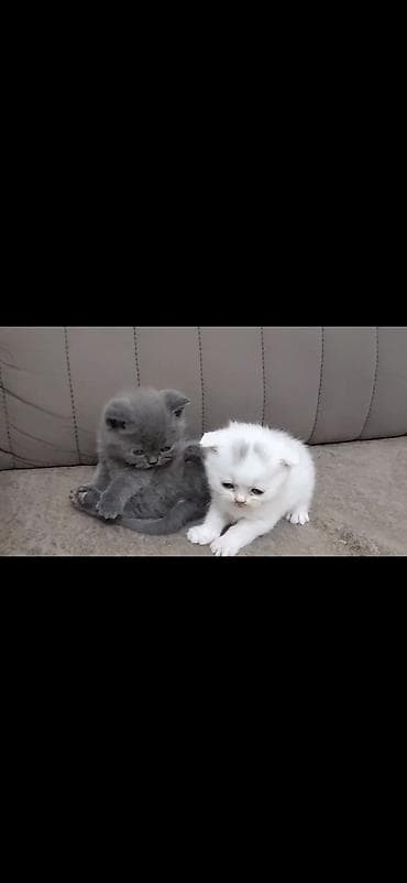 alisanın pişiyinin adı nədir: Şinşilla — 2