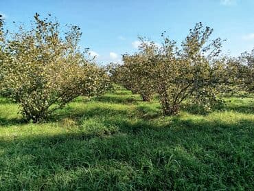 mağazalar üçün obyektlərin icarəsi: 100 sot, Kənd təsərrüfatı, Mülkiyyətçi, Kupça (Çıxarış) — 6