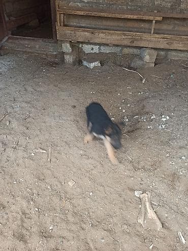 avcarka itleri: Alman çoban iti, 2 ay, Erkek — 3