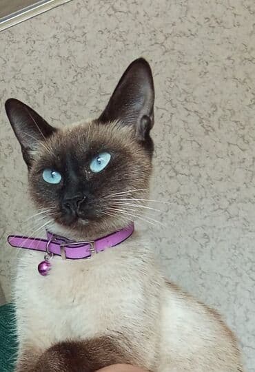сфинкс кошка цена: Сиамская, Самка, В добрые руки, Самовывоз — 1
