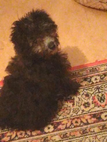 i̇t şpitz: Pudel, 5 ay, Erkek, Ünvandan götürmə — 3