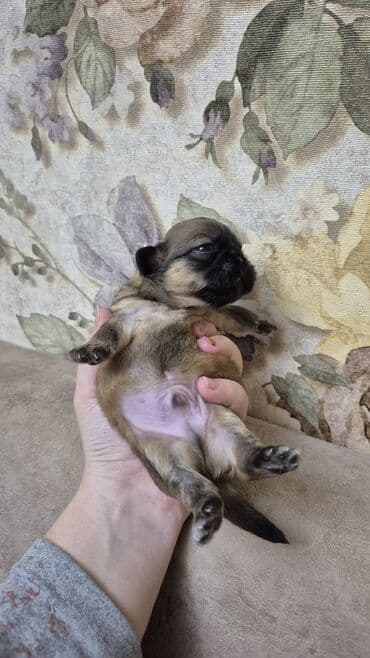 balaca itlərin qiyməti: İt balası – kiçik ölçülü, qısaburun tipli (Pekines/Şih-cu xatırladan) — 5