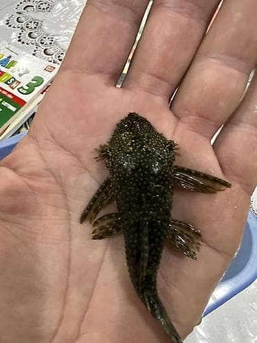 Аквариумные аксессуары и принадлежности: Akvarium balığı – Hypostomus plecostomus (bristlenose/“sucker” tipli — 5
