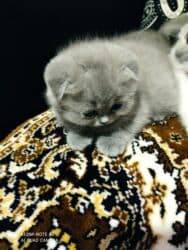 K/t heyvanları və malları: Şotland, Dişi, Ünvandan götürmə — 10