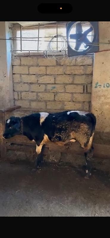 simmental: Simental x yerli qarışıq erkək buzov - Qara-ağ rəngli, ləkəli — 2
