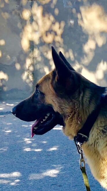 Gəmiricilər: Alman çoban iti, 3 il, Erkek, Ünvandan götürmə — 2