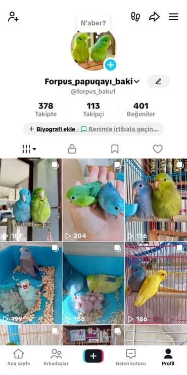 heyvanlara verilən xüsusi adlar: Papuqay quş saxlayan qardaşlar bacılar bu səyfəmə dəstəy olsaz — 1