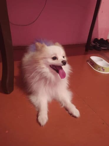 Şpitz, Erkek, Ünvandan götürmə