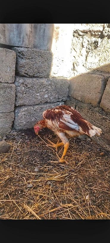 sumqayit toyuq: Toyuq, Ətlik — 1