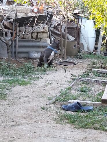 it ucun boyunbagi: Amerikan Pitbull tipli (qısa tük, atletik bədənli) it. - Rəng: boz — 2