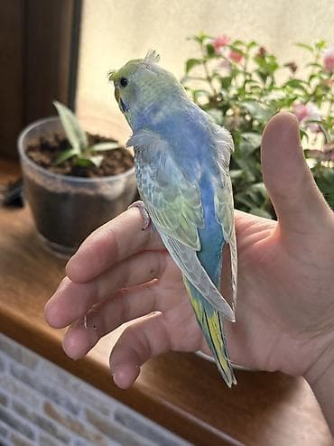 popugay: 2 ədəd 1 ay yarımlıq gözəl rəngli RAİNBOW tutuquşu. Ələ öyrətməyin tam — 9