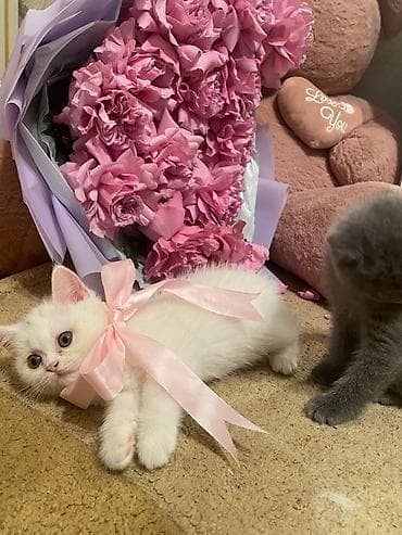 Britan, Erkək, Dişi, Yaxşı əllərə, Ödənişli çatdırılma, Ünvandan götürmə, Rayonlara çatdırılma lalafo.az -da Britan, Erkək, Dişi, Yaxşı əllərə, Ödənişli çatdırılma, Ünvandan götürmə, Rayonlara çatdırılma