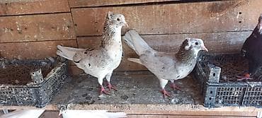 goyercin berde: Erkey maya 35 manata cutu — 2